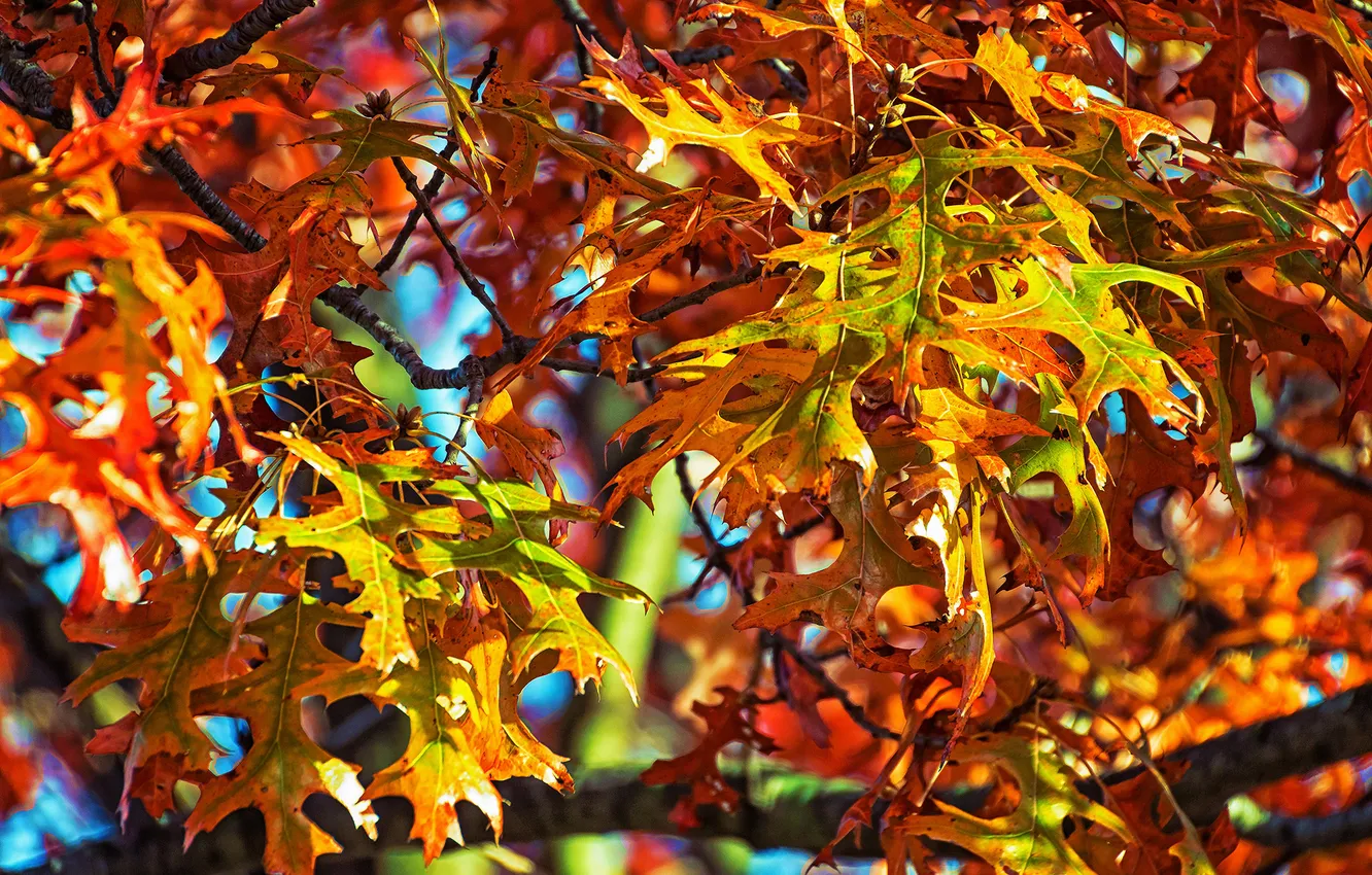Photo wallpaper autumn, leaves, branches