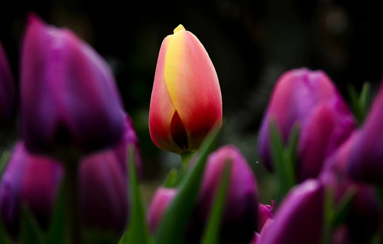 Photo wallpaper macro, tulips, being different