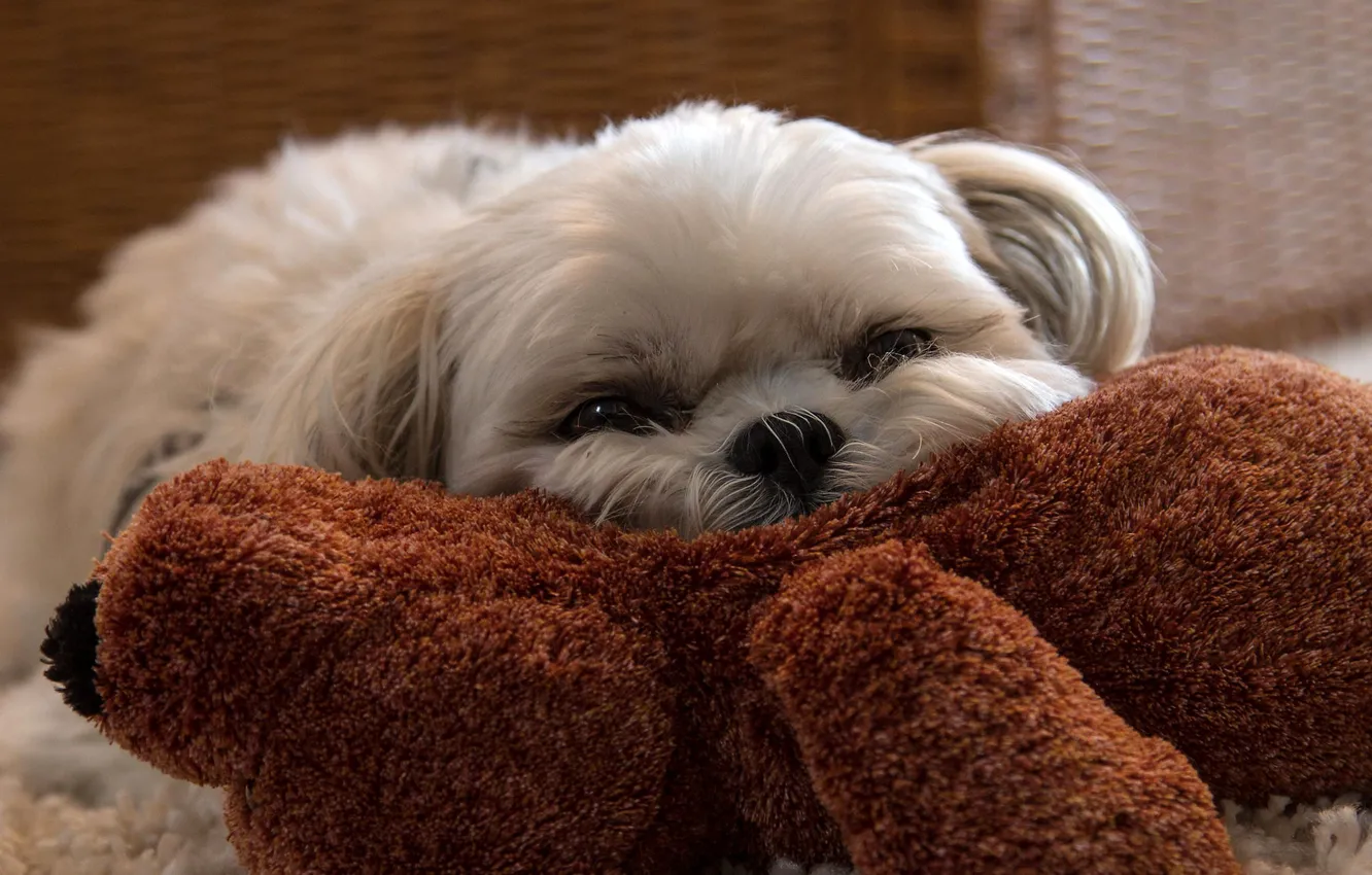 Photo wallpaper look, wool, lapdog