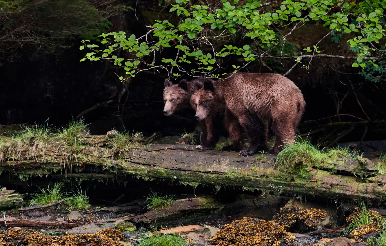 Photo wallpaper greens, branches, shore, foliage, bear, bear, log, a couple