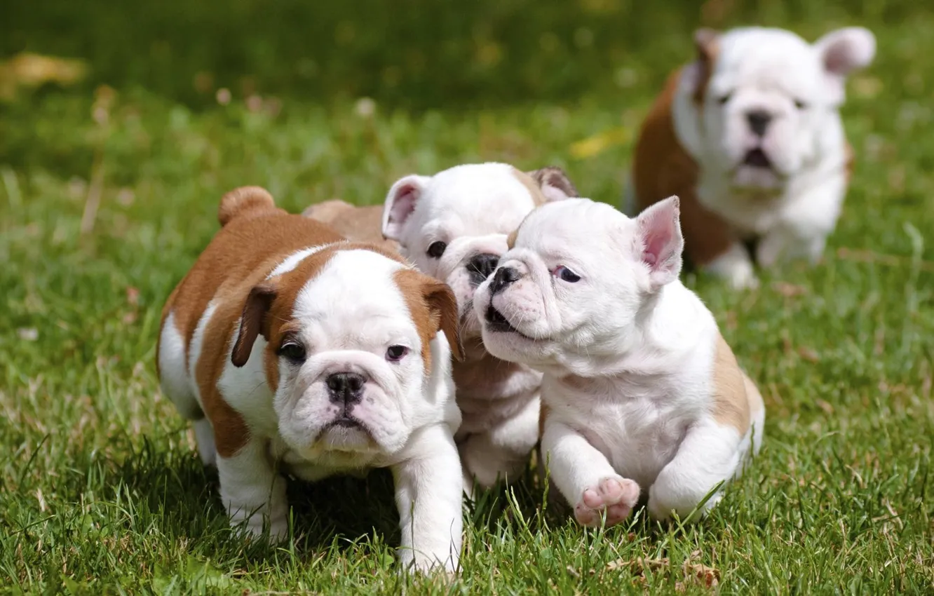 Photo wallpaper puppies, bulldog, English, fuss