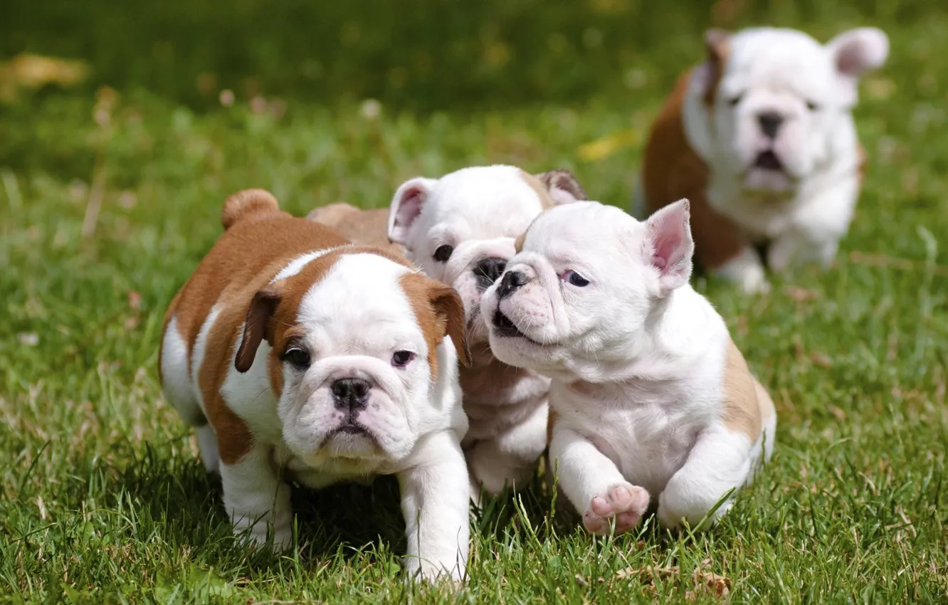 Photo wallpaper puppy, bulldog, English, fuss