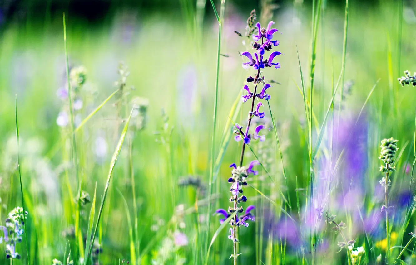 Photo wallpaper summer, grass, flowers, focus, blur, purple, field, snapdragons