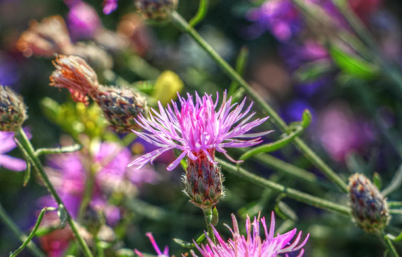 Photo wallpaper flower, meadow, blooming