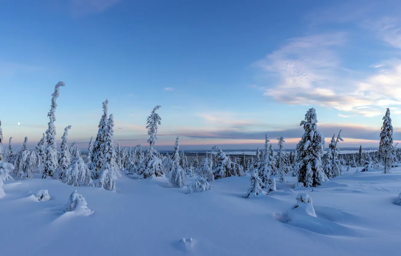 Photo wallpaper forest, panorama, snow, Finland