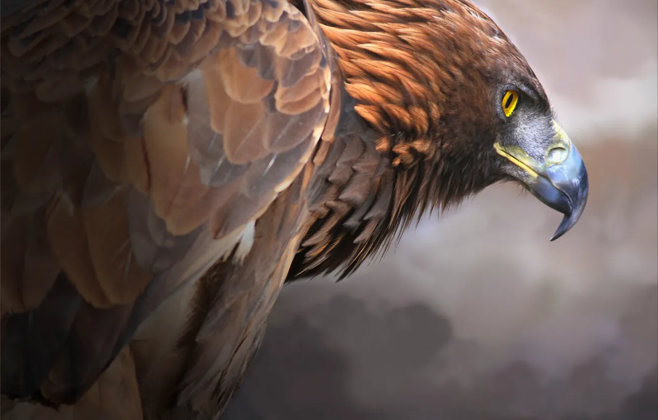 Photo wallpaper bird, predator, beak, Golden eagle, Golden Eagle