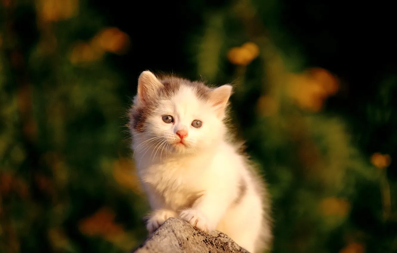 Photo wallpaper white, kitty