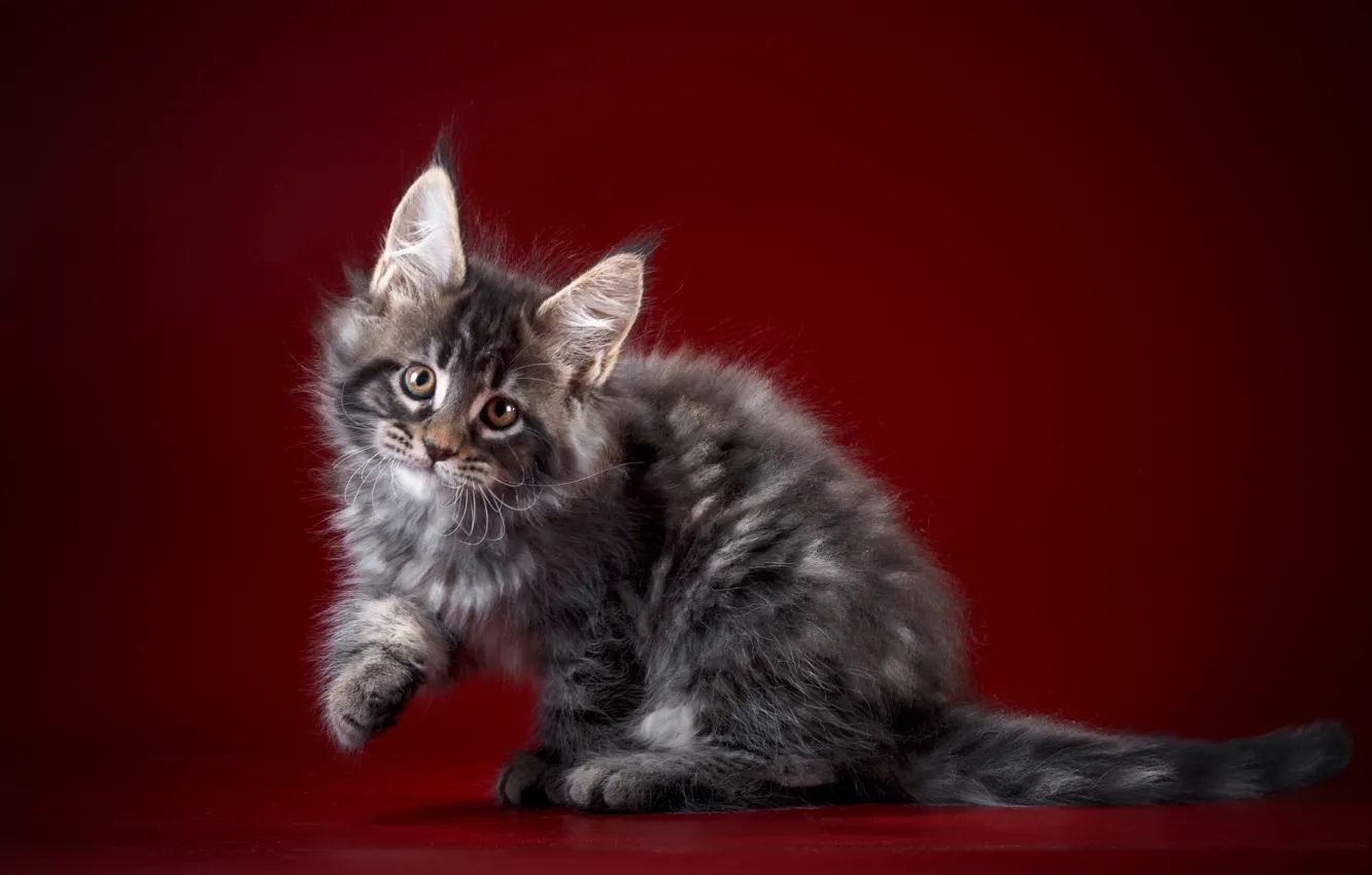 Photo wallpaper background, Kitty, Baby, Maine Coon