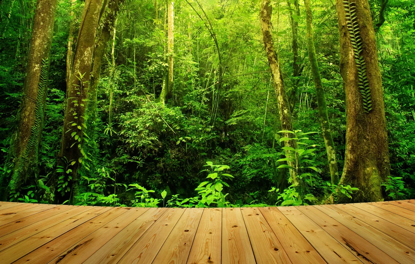 Photo wallpaper forest, trees, thickets, the platform