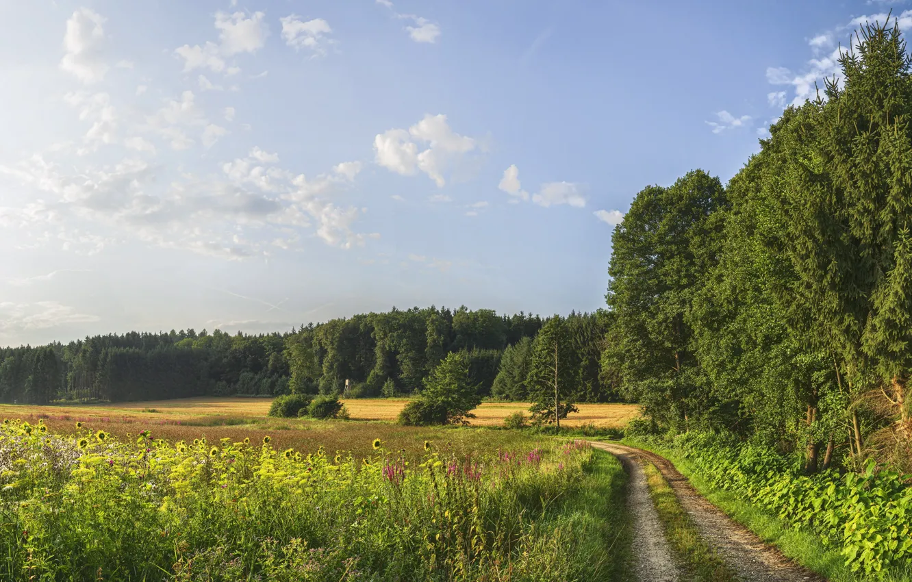 Photo wallpaper field, summer, nature