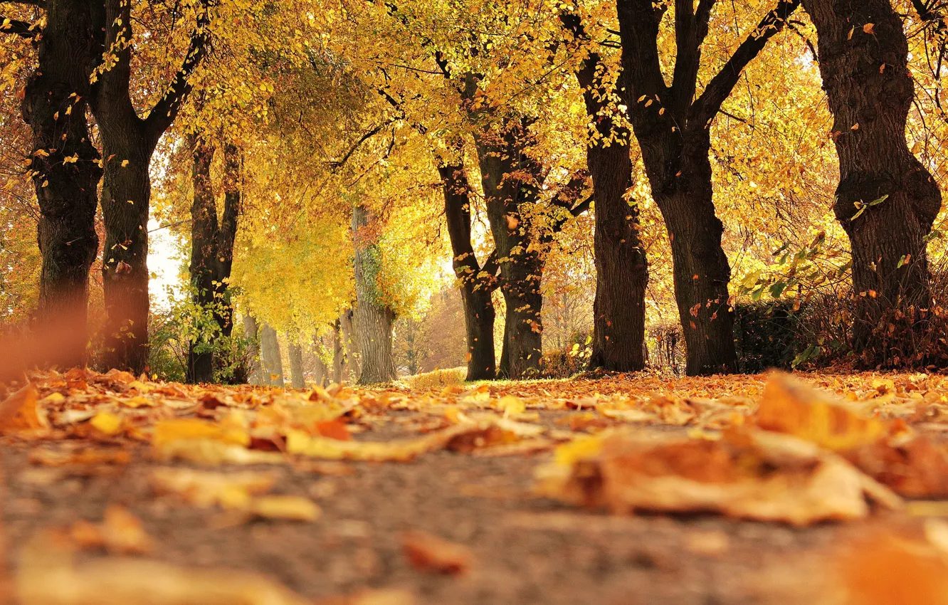 Photo wallpaper track, falling leaves, Autumn Park