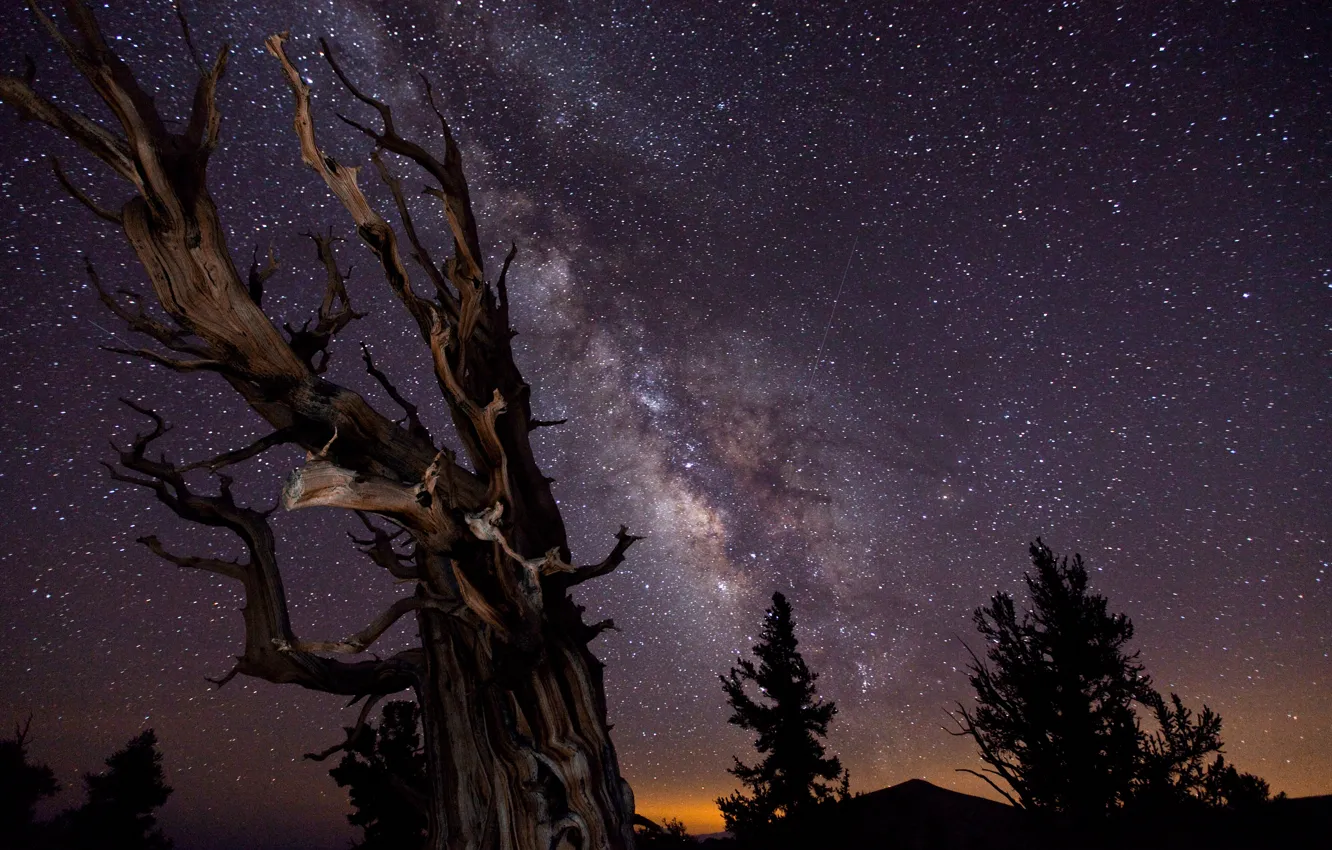 Photo wallpaper the sky, trees, night, excerpt, The milky way, the winner of astronomical photographs :-)