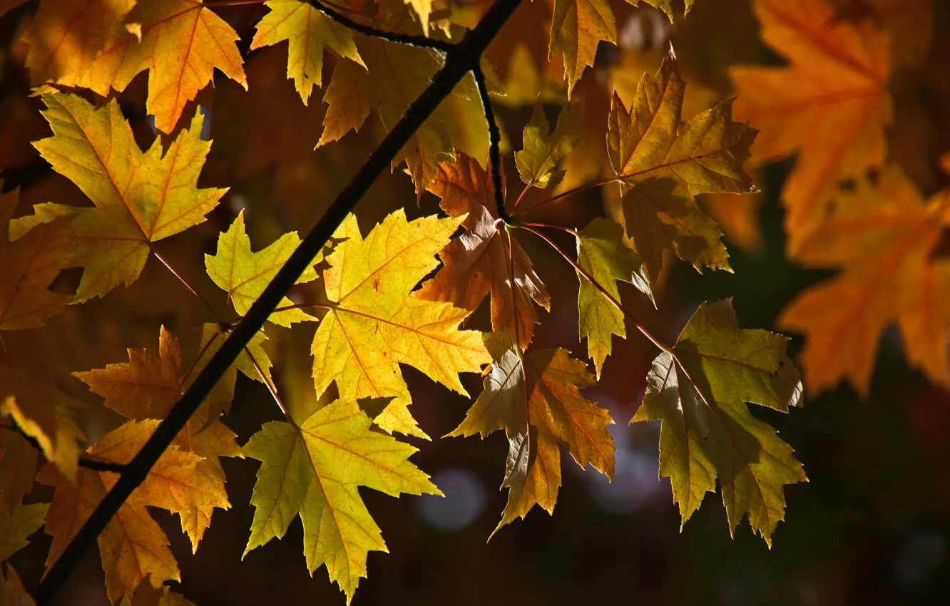 Photo wallpaper autumn, macro, light, trees, branches, yellow, the dark background, foliage