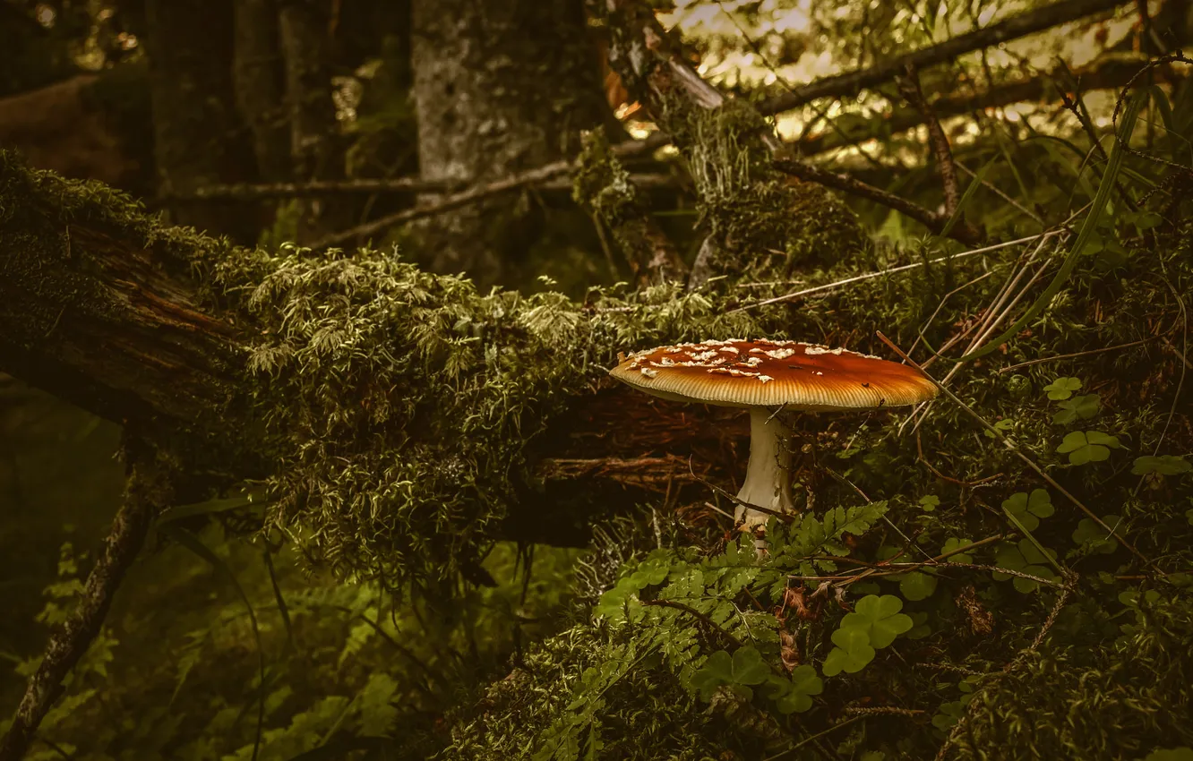 Photo wallpaper greens, forest, branches, nature, thickets, mushrooms, moss, mushroom
