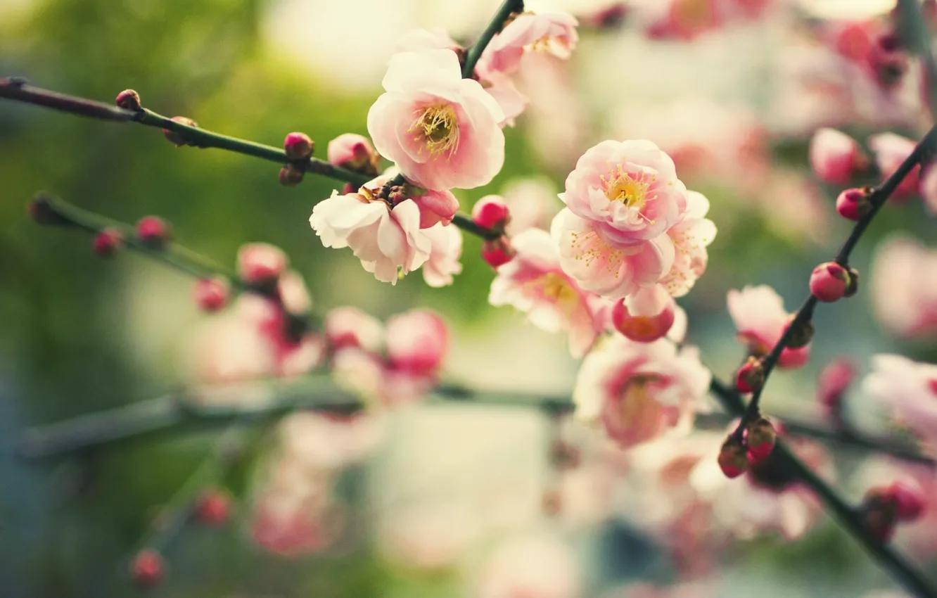 Photo wallpaper flowers, nature, branch, plant, spring, blur, buds, flowering