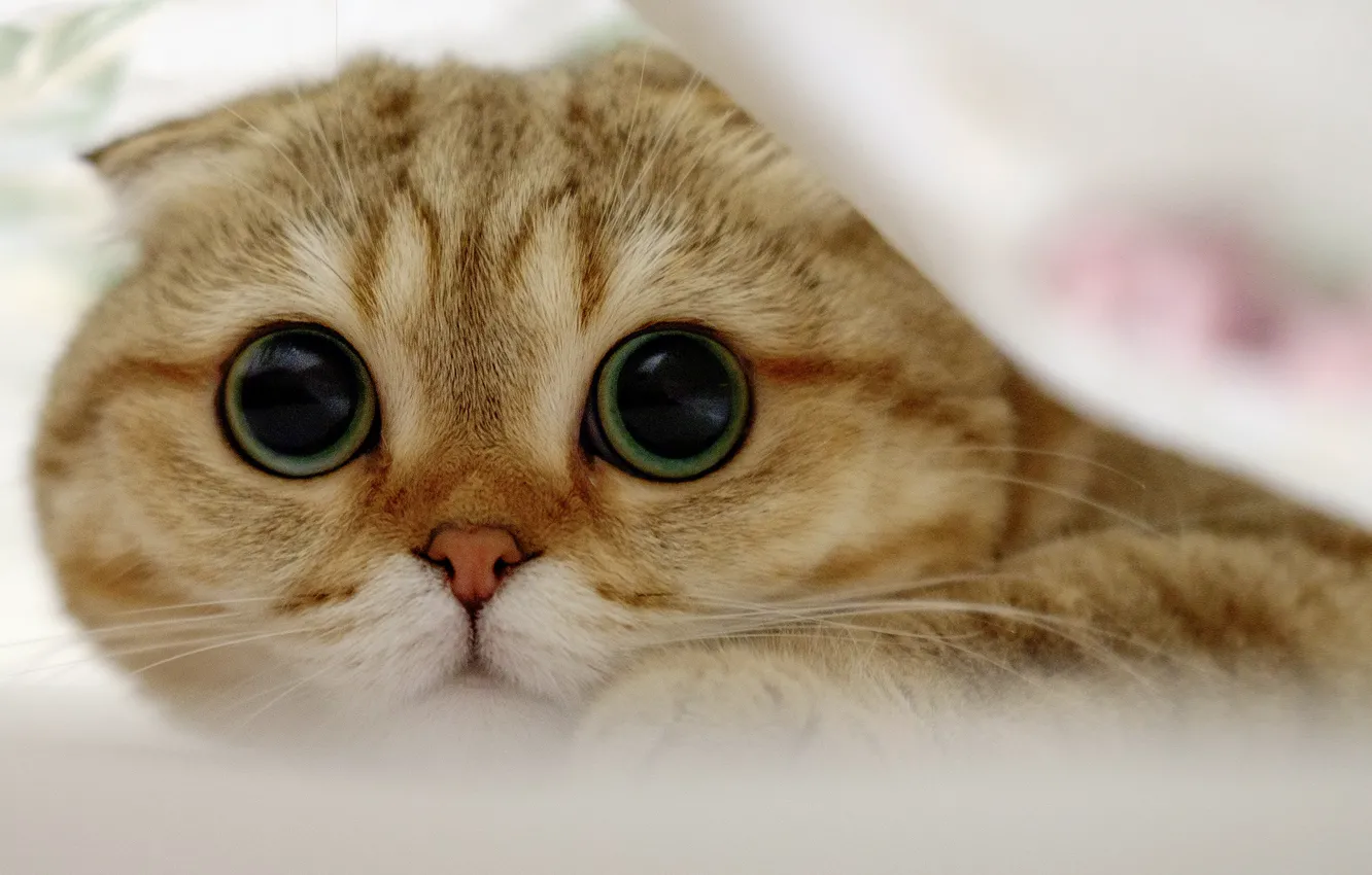 Photo wallpaper cat, look, muzzle, Scottish fold cat