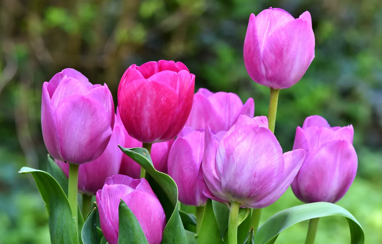 Photo wallpaper leaves, flowers, green, background, spring, garden, tulips, pink