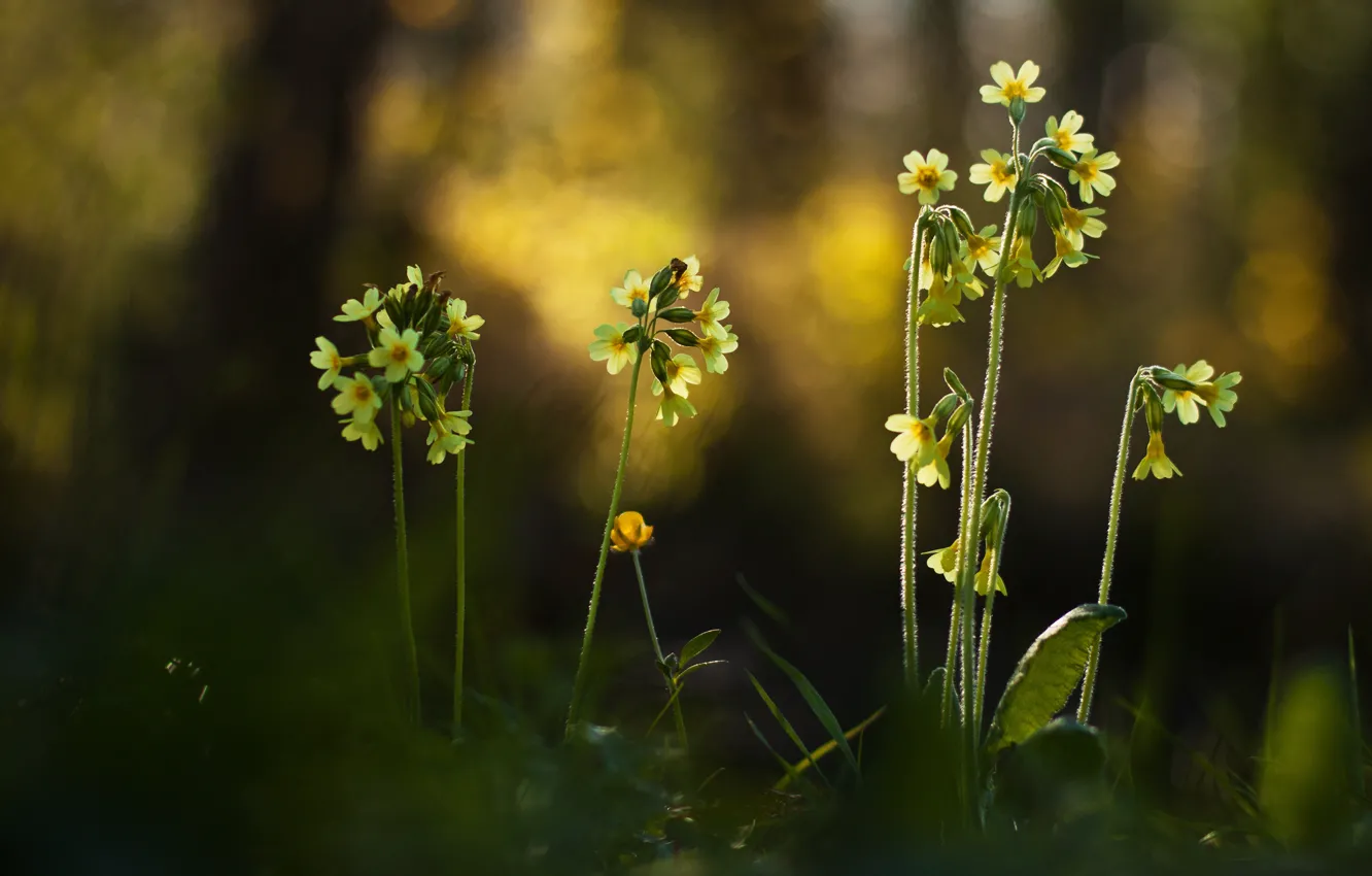Photo wallpaper forest, light, flowers, yellow, nature, background, glade, spring