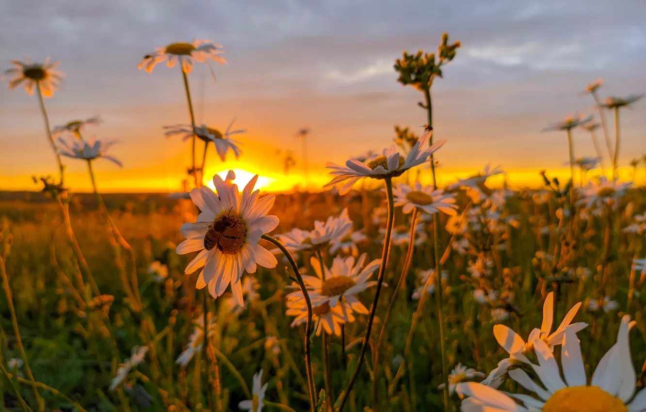 Photo wallpaper field, flowers, bee, chamomile