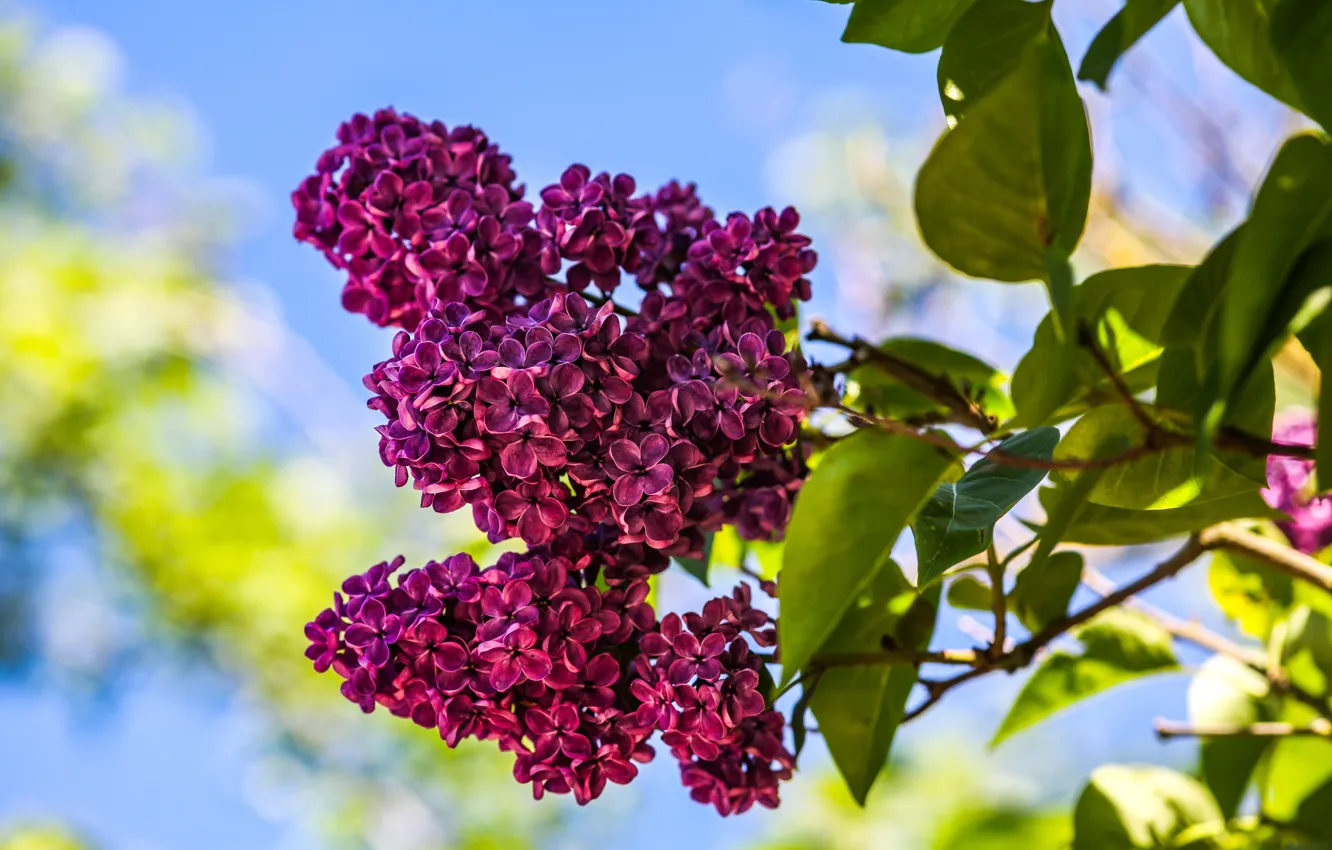 Photo wallpaper the sky, leaves, light, flowers, branches, spring, flowering, lilac