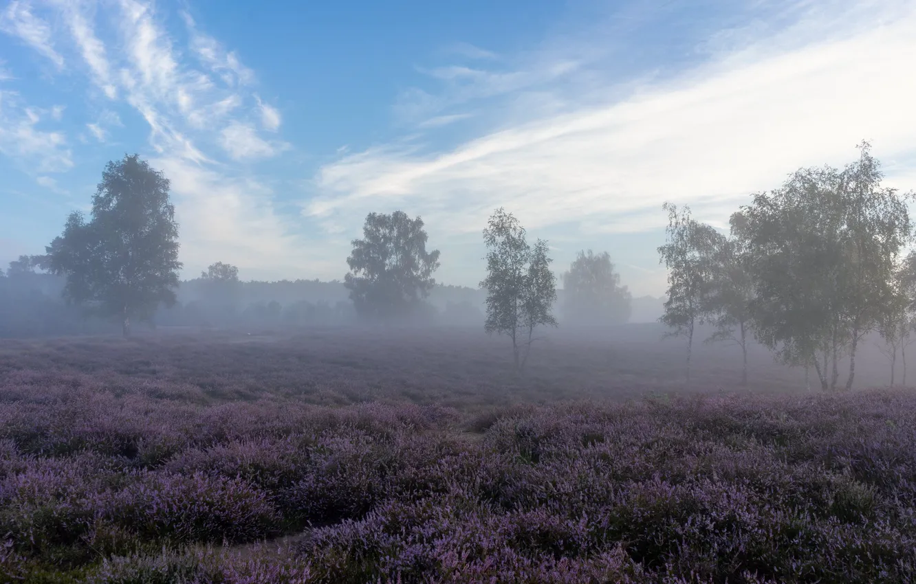 Photo wallpaper field, trees, fog, morning, Heather