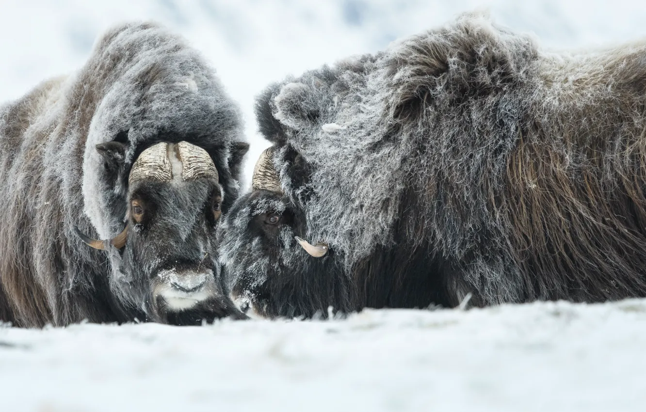 Photo wallpaper winter, wool, horns, musk ox