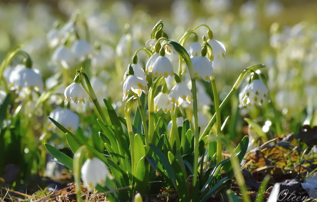 Photo wallpaper spring, primrose, Snowflake