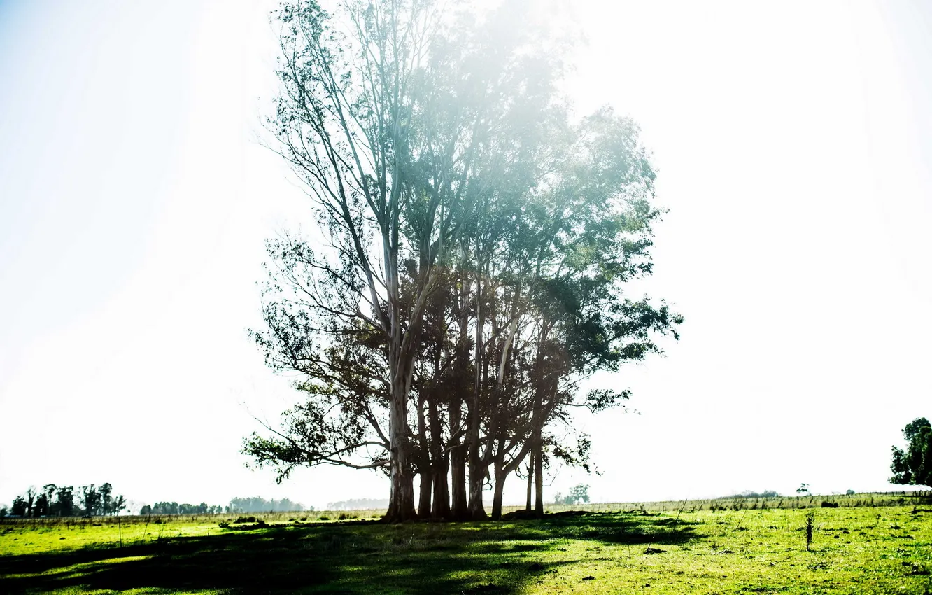 Photo wallpaper light, trees, nature