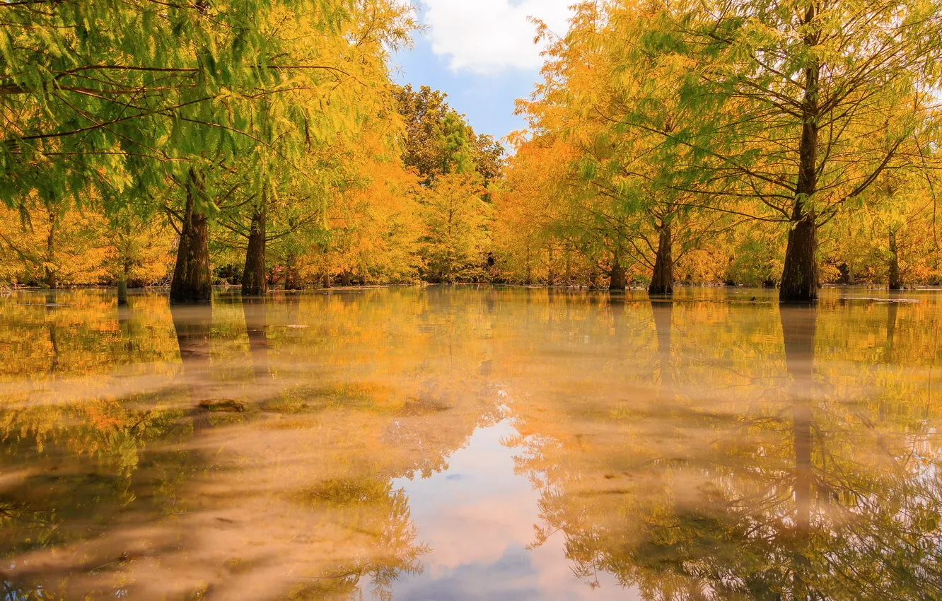 Photo wallpaper water, trees, nature