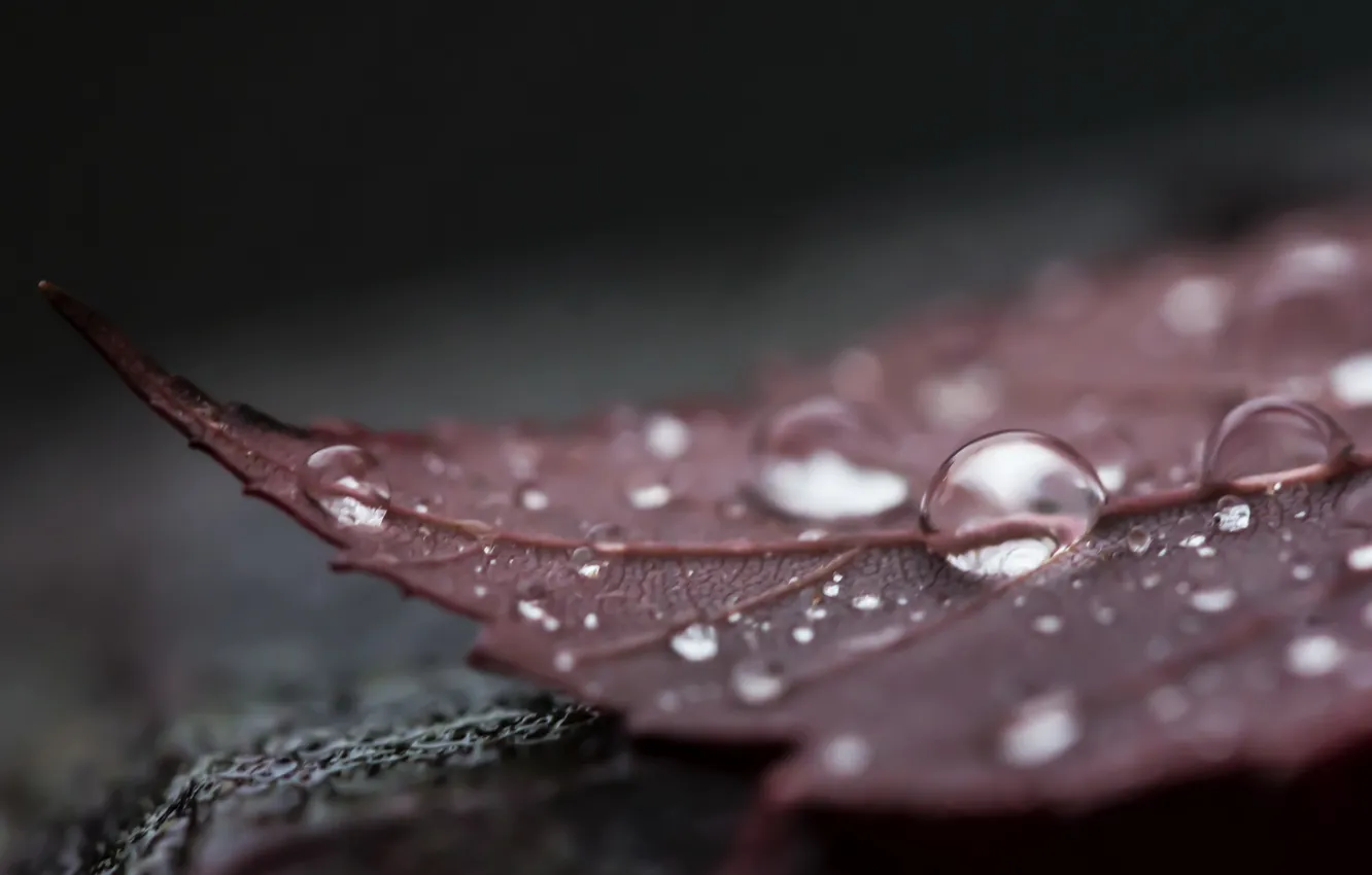 Photo wallpaper leaves, drops, macro