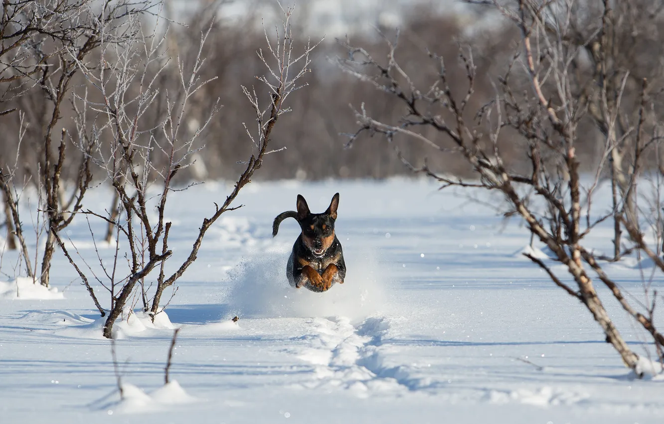 Photo wallpaper snow, dog, running