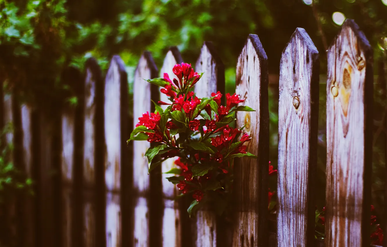 Photo wallpaper summer, flowers, the fence