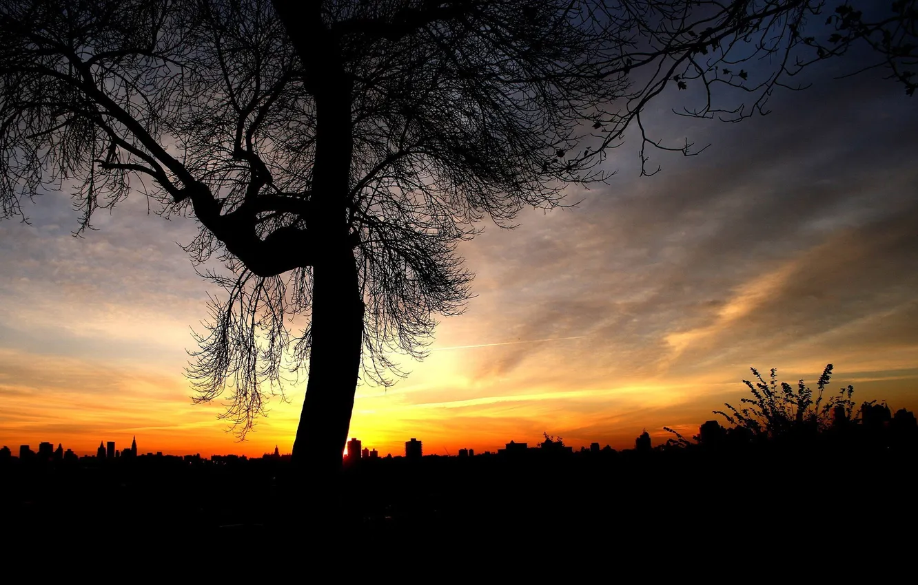 Photo wallpaper sunset, tree, alone, over, city