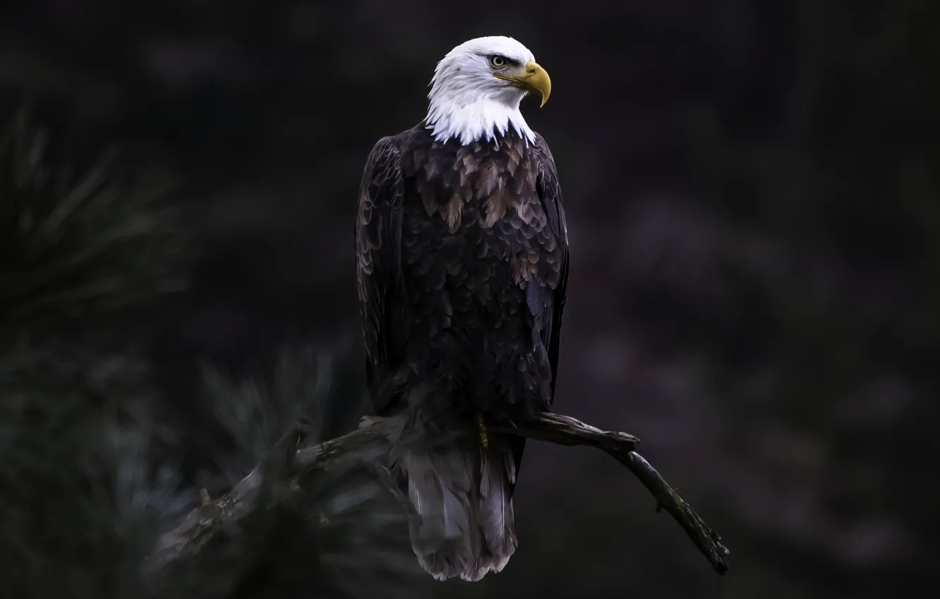 Photo wallpaper bird, eagle, predator, tree branch, bald eagle, bird of prey