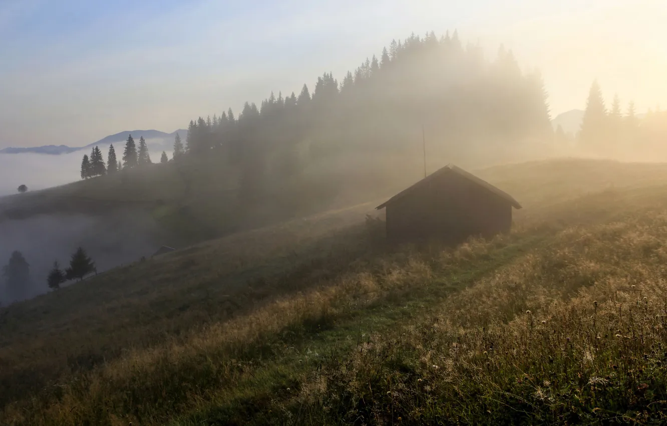 Photo wallpaper forest, the sun, rays, fog, dawn, hills, morning, slope