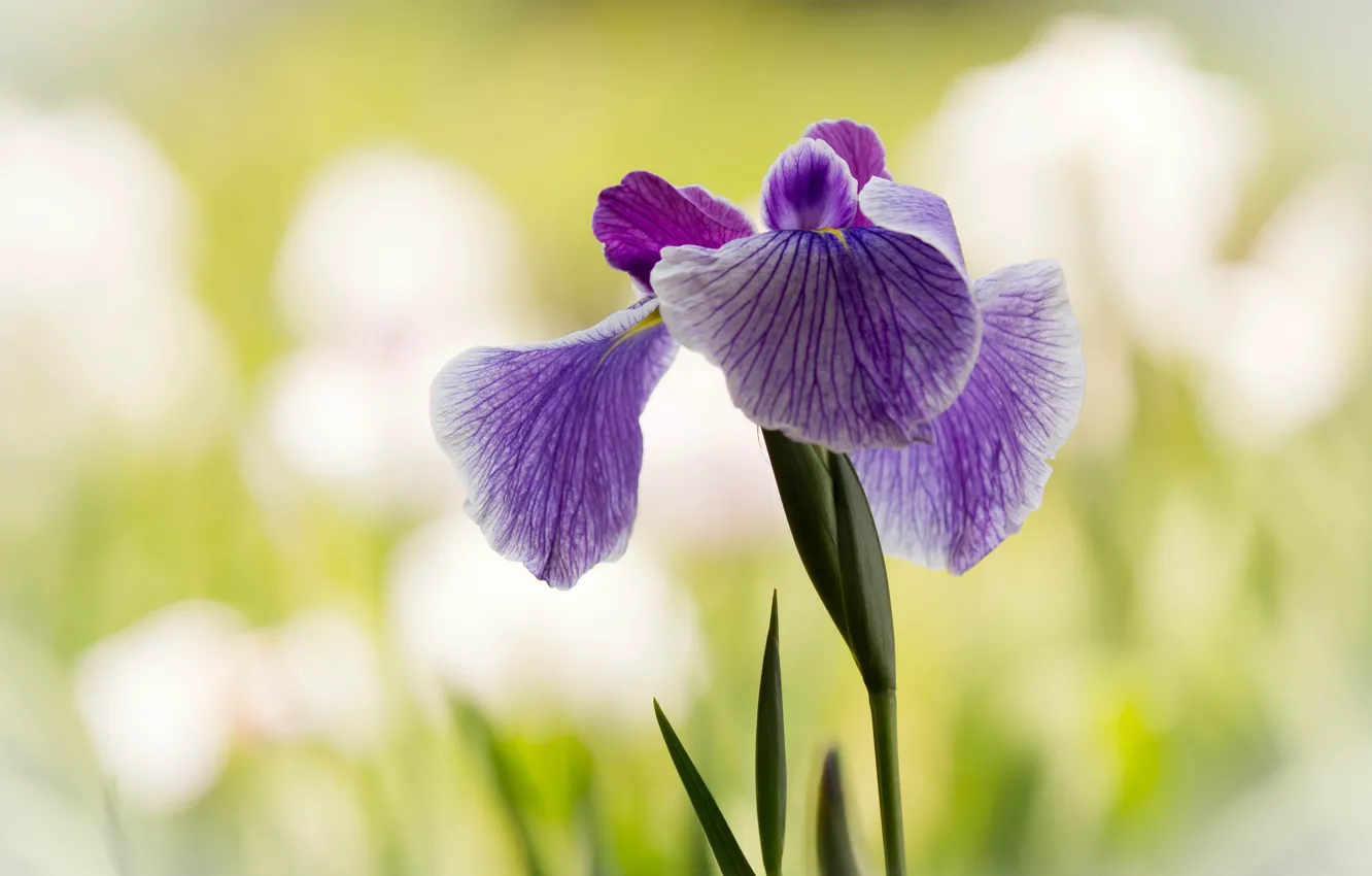 Photo wallpaper leaves, background, lilac, iris