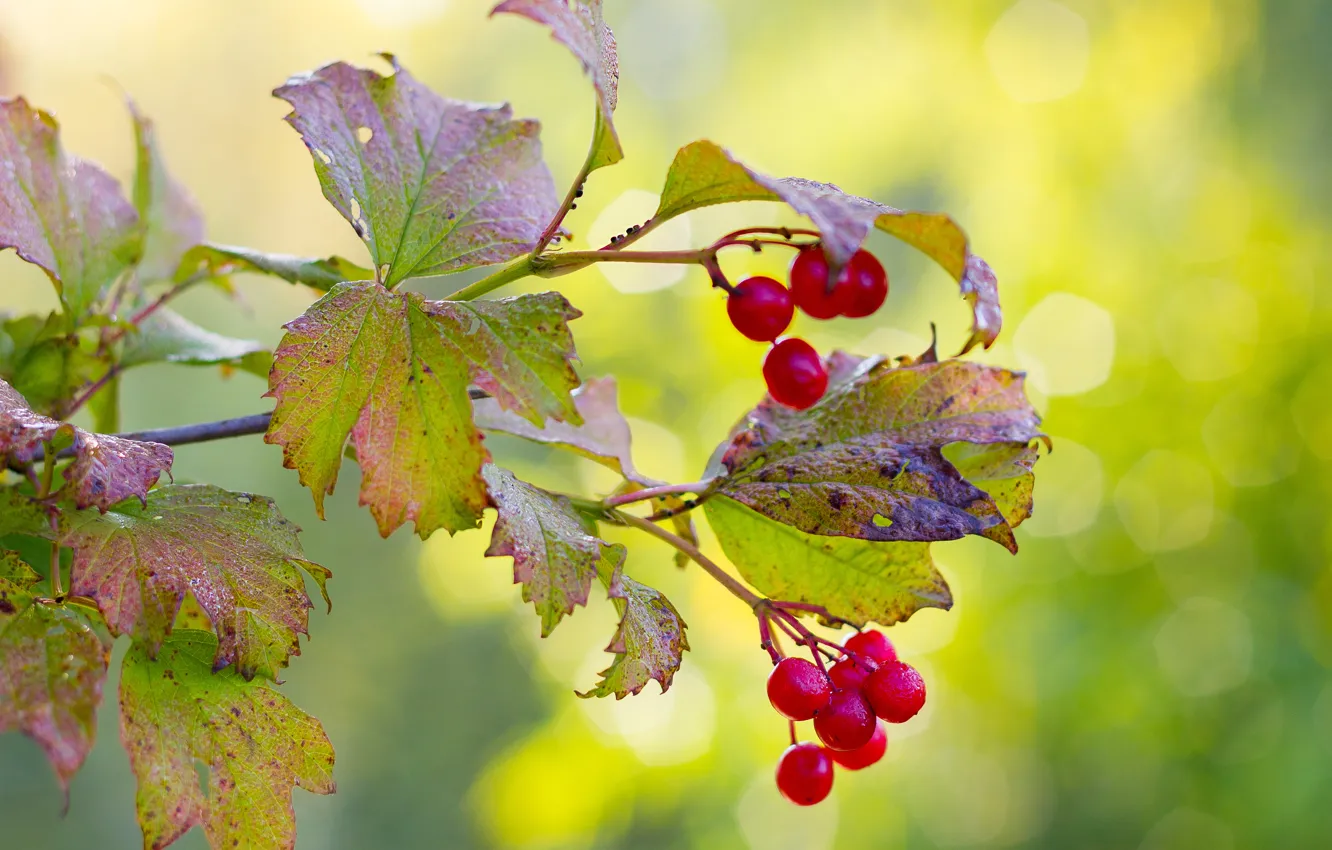 Photo wallpaper autumn, paint, morning, Kalina