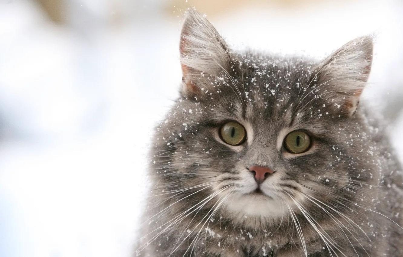 Photo wallpaper winter, cat, snowflakes, Wallpaper