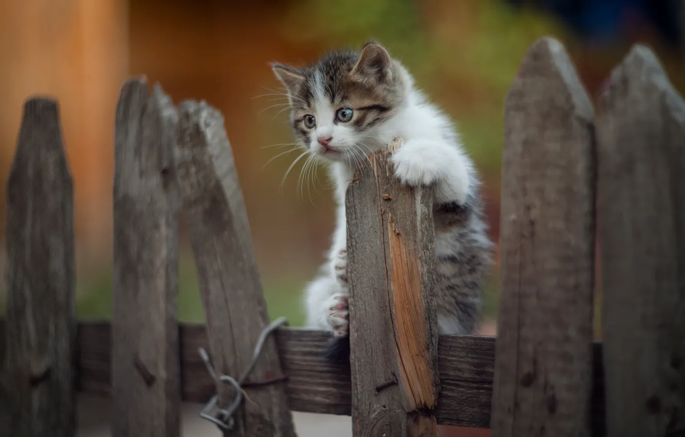 Photo wallpaper the fence, baby, kitty