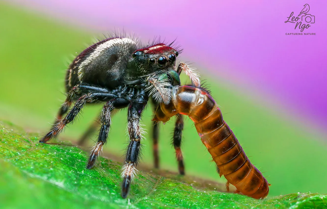 Photo wallpaper leaves, caterpillar, spider, bokeh, mining, Leo Ngo, macro photography of insects