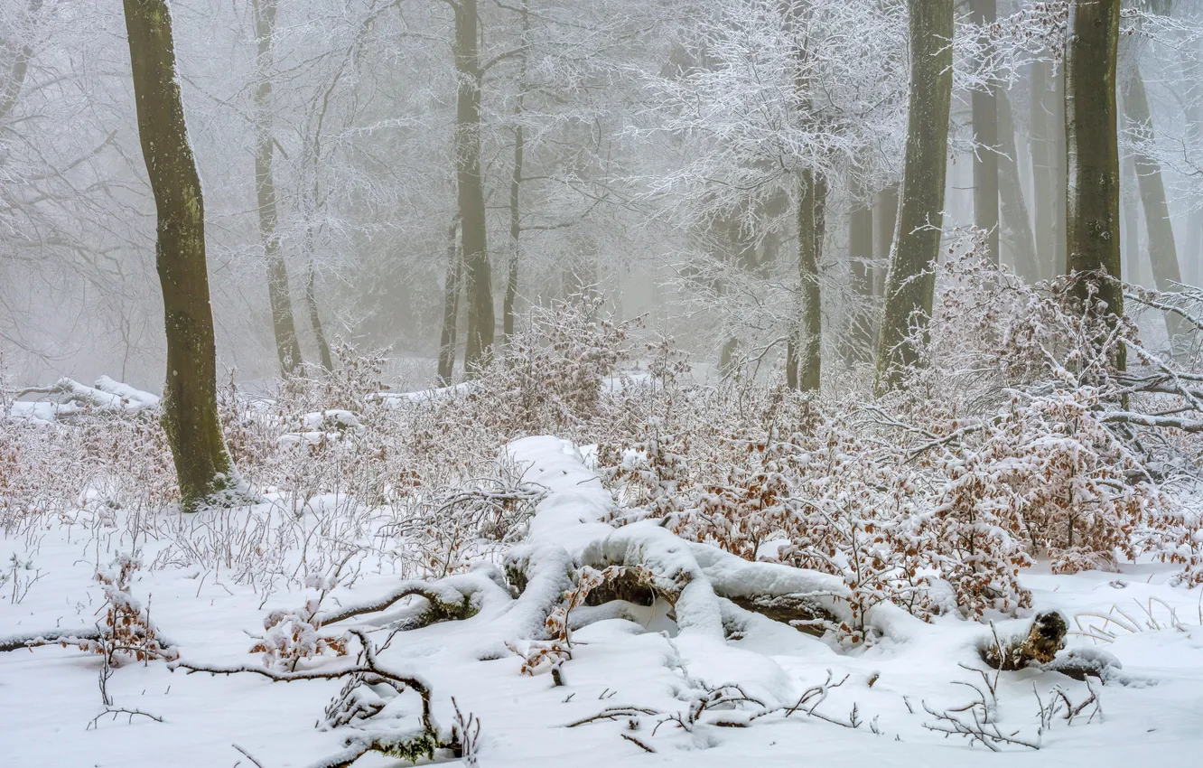 Photo wallpaper winter, forest, snow, trees