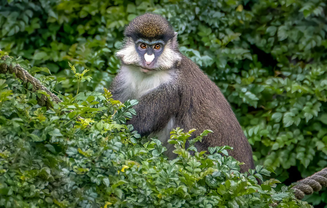Photo wallpaper greens, funny, monkeys