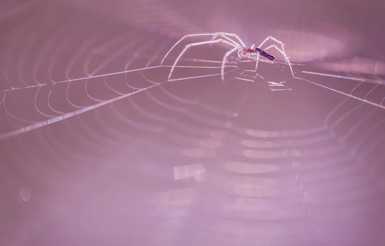 Photo wallpaper nature, web, spider