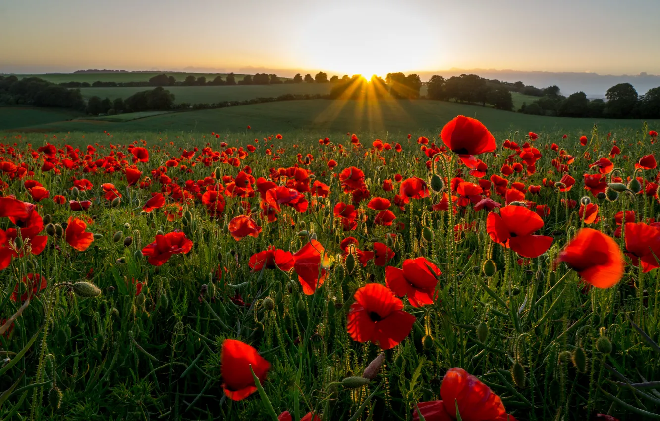 Photo wallpaper field, rays, sunset, flowers, hills, Maki, the evening, meadow