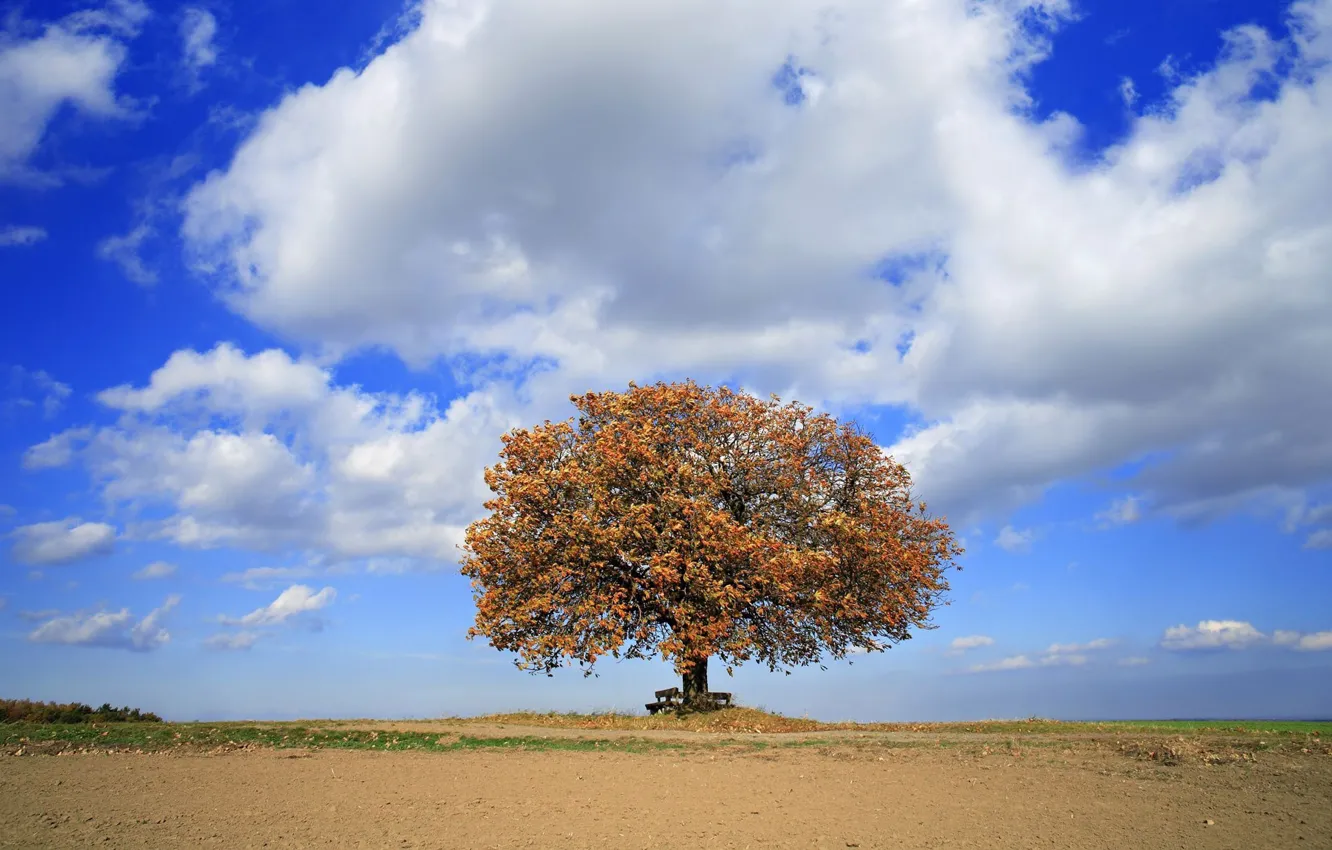 Photo wallpaper summer, the sky, grass, clouds, trees, glade, shop