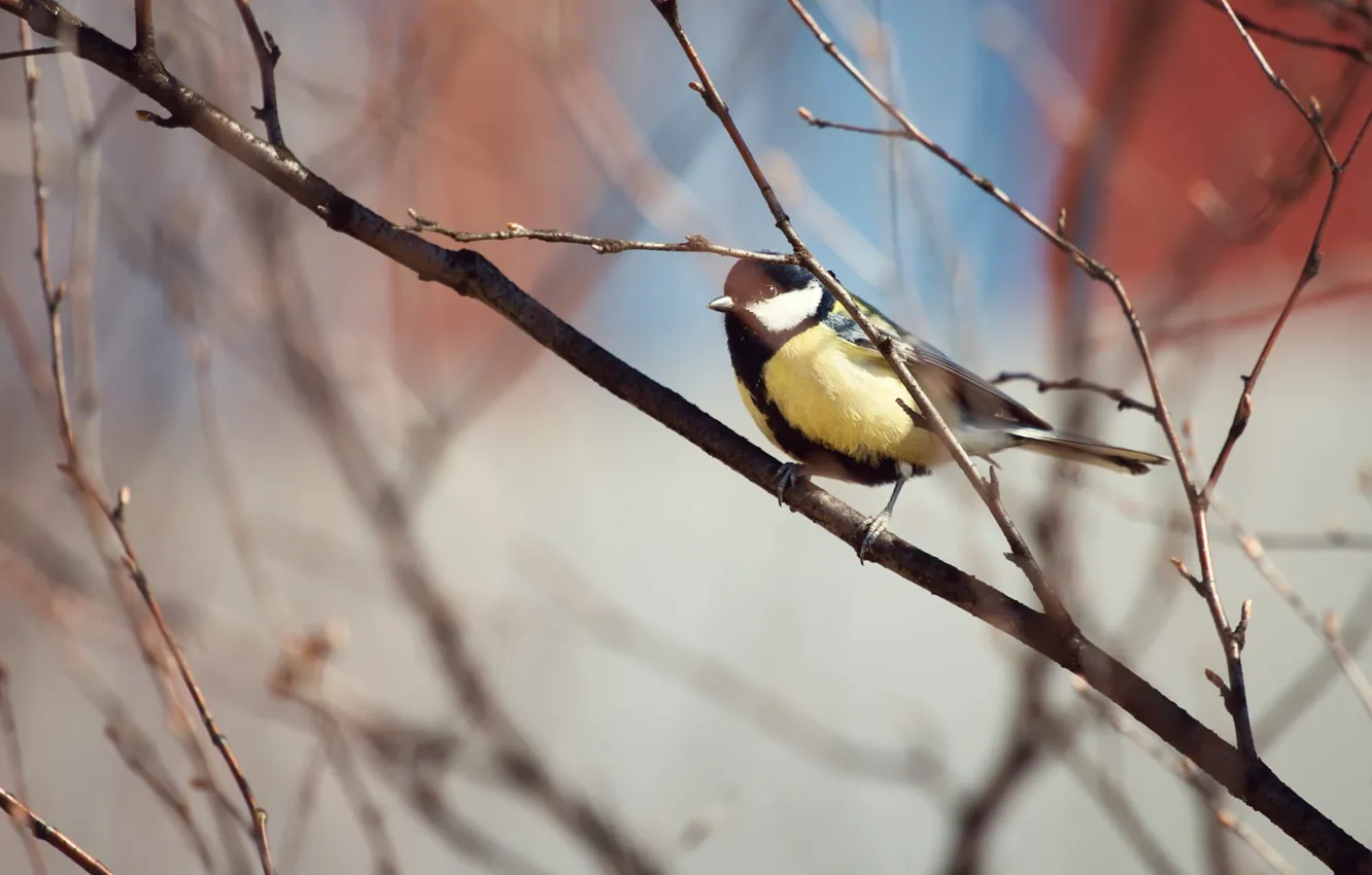 Photo wallpaper trees, branches, bird, bokeh, tit