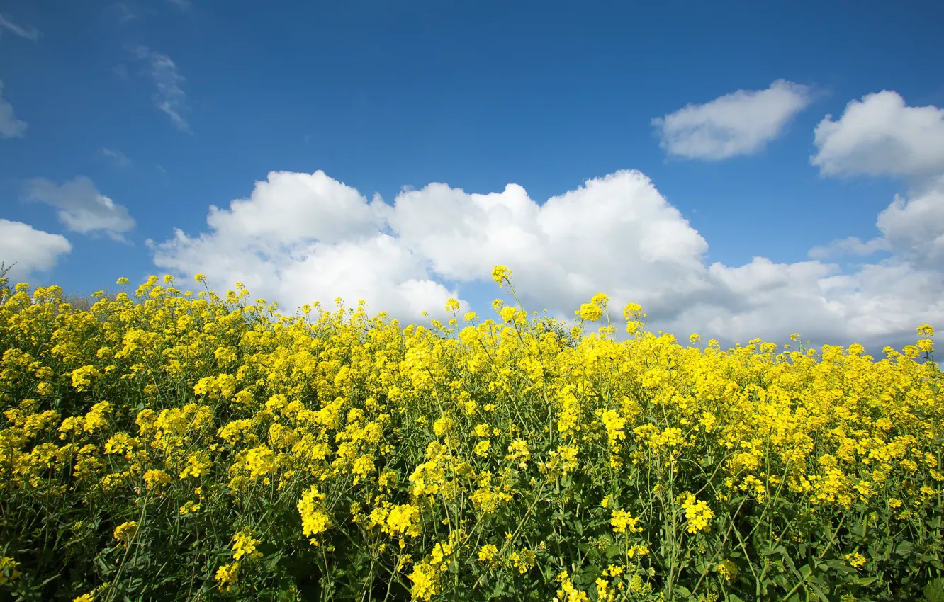 Photo wallpaper the sky, flowers, yellow, rape, rapeseed field
