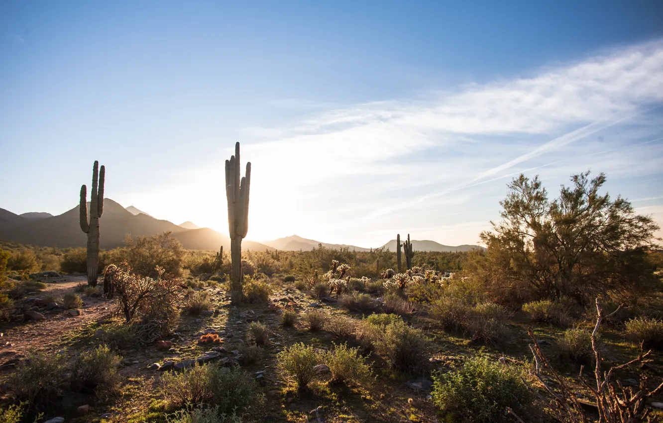 Photo wallpaper the sky, desert, cactus, AZ, USA, USA, America, Arizona