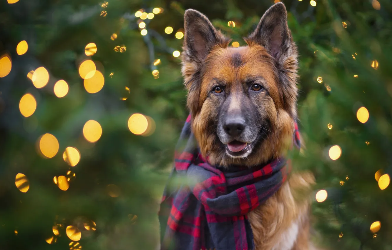 Photo wallpaper look, lights, new year, dog, scarf, Christmas, garland, face