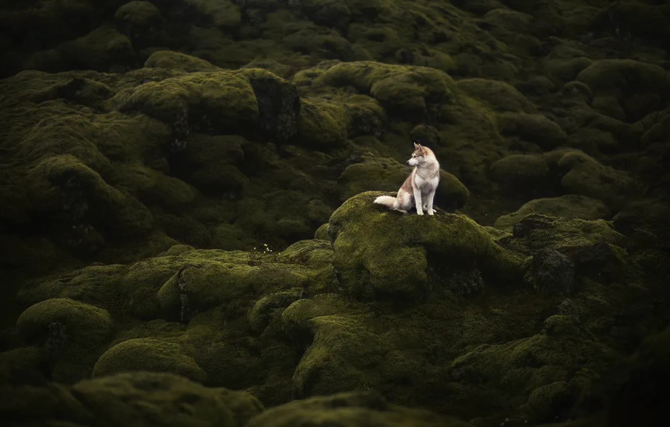 Photo wallpaper mountains, nature, pose, stones, hills, moss, dog, husky